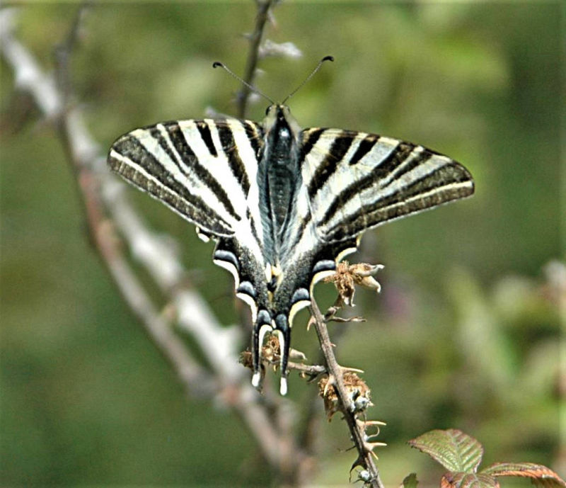 Scarce swallowtail butterfly