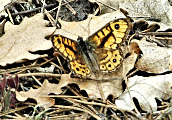 Wall brown butterfly