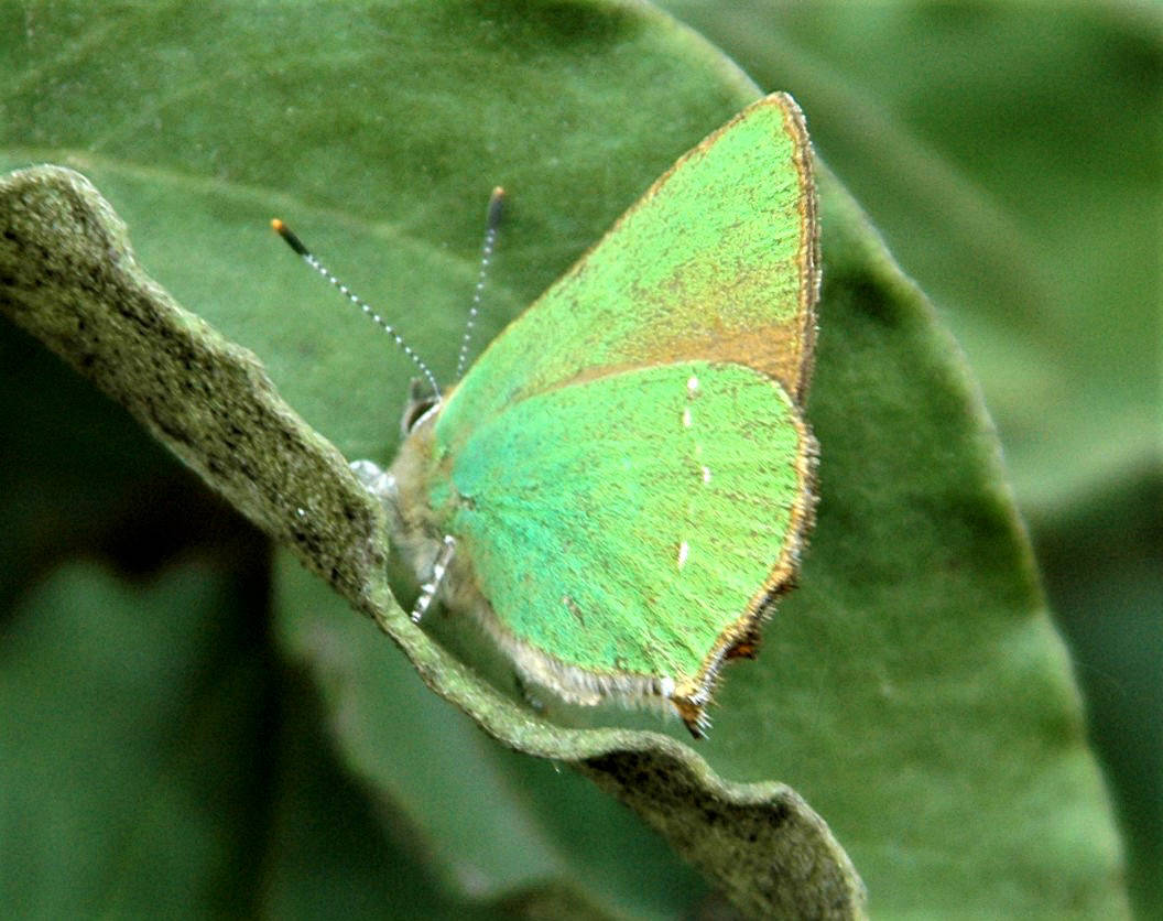 Green Hairstreak butterfly