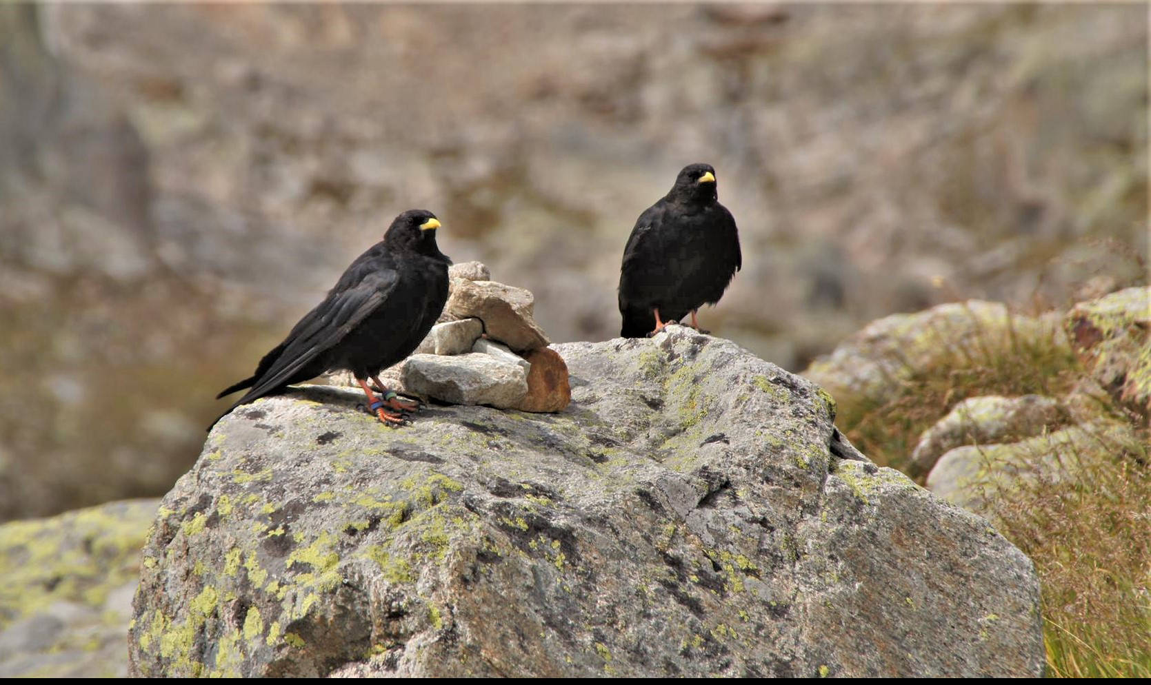 Chough enjoying the view