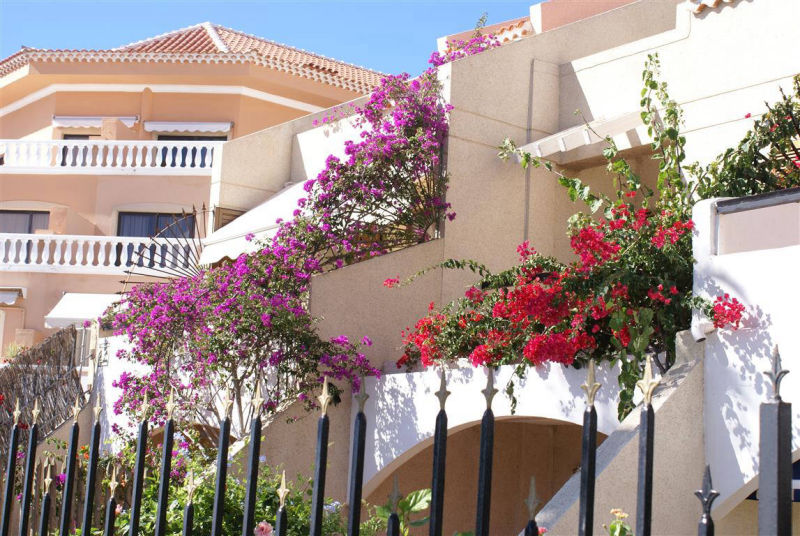 And bougainvillea