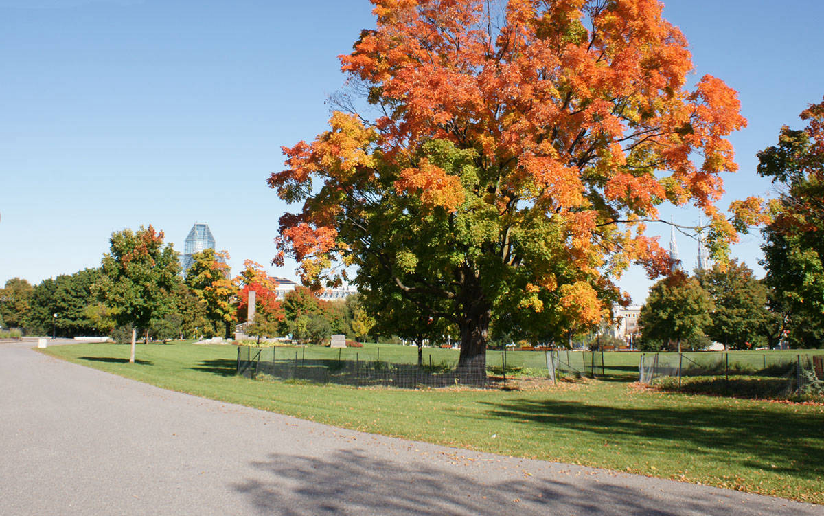 Near to Rideau canal, Ottawa