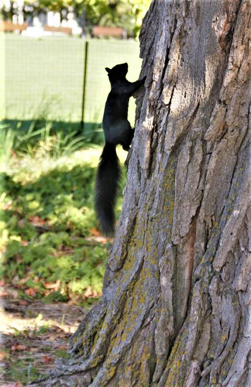 black squirrel city dweller