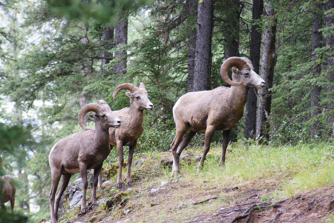 Bighorn sheep