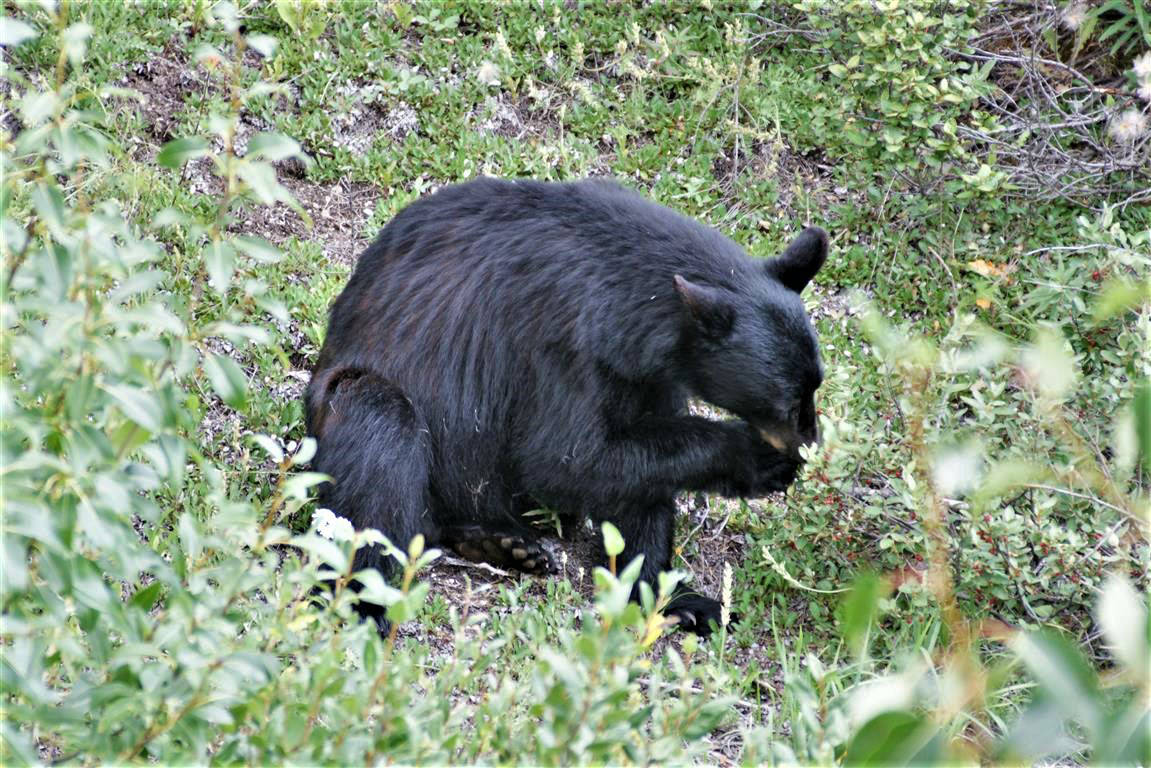 Black bear chomping berries