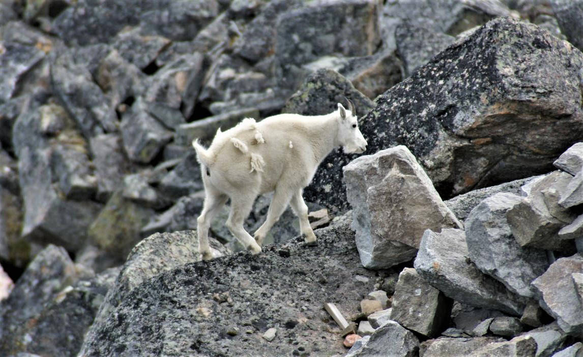 Mountain Goat near Sunwapta