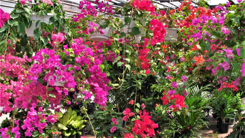 Flower stall ay Byeward Market