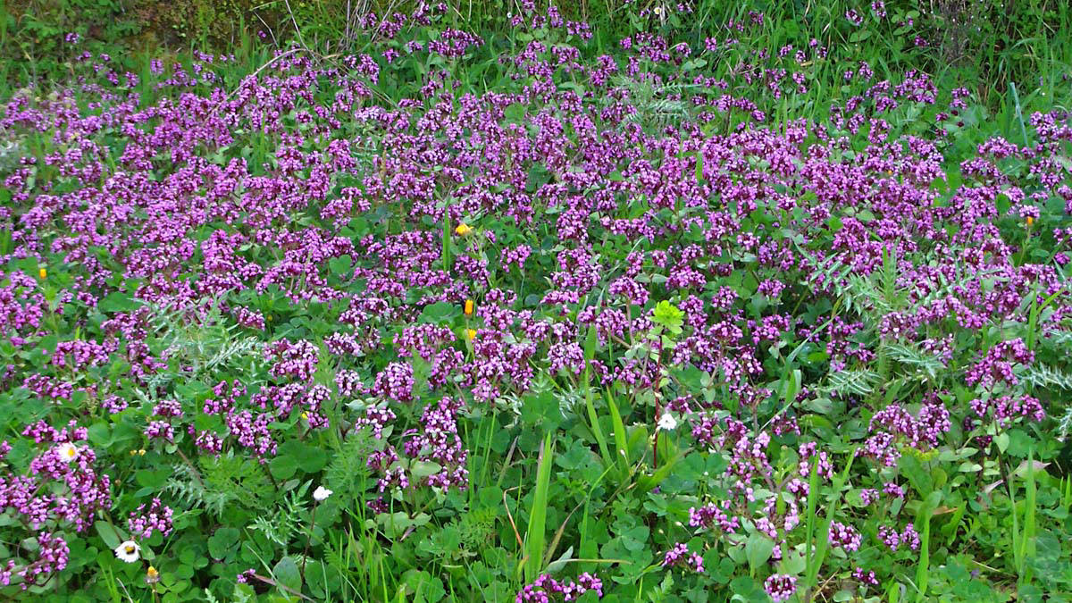 Wild flowers abound