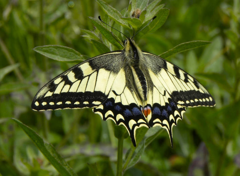 Swallowtail butterfly