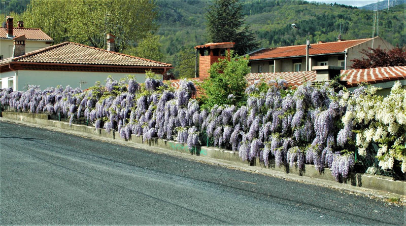 Stunning Wisteria in Vernet-les-bains